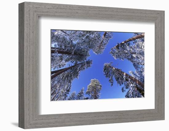 Ponderosa Pines in Winter-Darrell Gulin-Framed Photographic Print