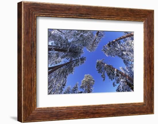 Ponderosa Pines in Winter-Darrell Gulin-Framed Photographic Print