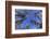 Ponderosa Pines in Winter-Darrell Gulin-Framed Photographic Print