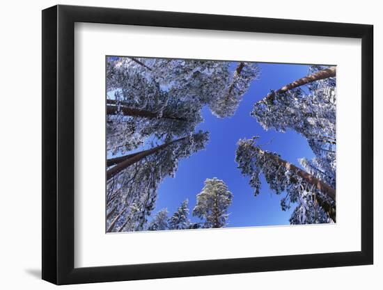 Ponderosa Pines in Winter-Darrell Gulin-Framed Photographic Print