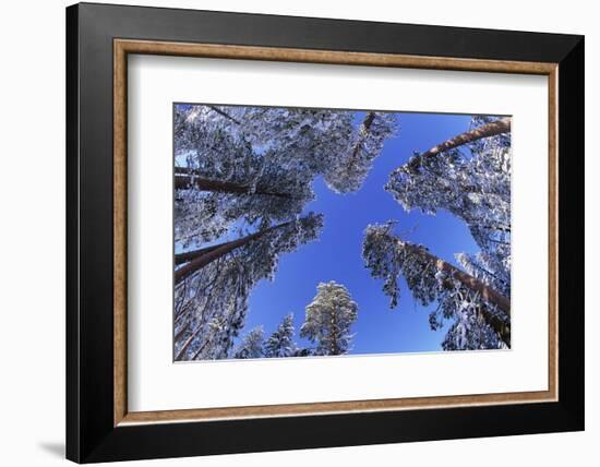 Ponderosa Pines in Winter-Darrell Gulin-Framed Photographic Print