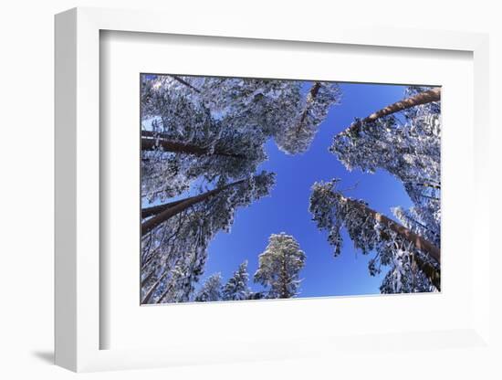 Ponderosa Pines in Winter-Darrell Gulin-Framed Photographic Print