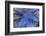 Ponderosa Pines in Winter-Darrell Gulin-Framed Photographic Print