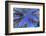 Ponderosa Pines in Winter-Darrell Gulin-Framed Photographic Print
