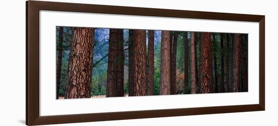 Ponderosa Pines in Yosemite National Park, California, USA-null-Framed Photographic Print