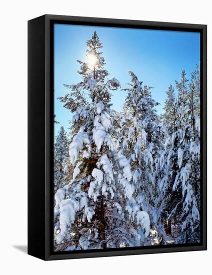 Ponderosa trees covered in fresh winter snow, Shevlin Park, Bend, Deschutes County, Oregon, USA-null-Framed Premier Image Canvas