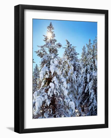 Ponderosa trees covered in fresh winter snow, Shevlin Park, Bend, Deschutes County, Oregon, USA-null-Framed Photographic Print