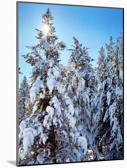 Ponderosa trees covered in fresh winter snow, Shevlin Park, Bend, Deschutes County, Oregon, USA-null-Mounted Photographic Print