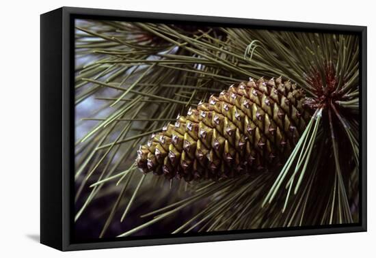 Ponderosa, Yellow Pine Cone-null-Framed Premier Image Canvas