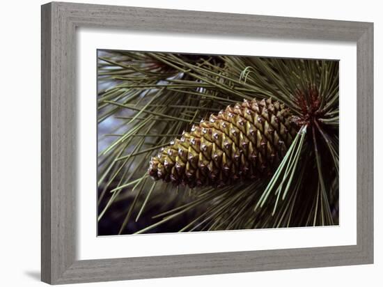 Ponderosa, Yellow Pine Cone-null-Framed Photographic Print