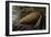 Ponderosa, Yellow Pine Cone-null-Framed Photographic Print