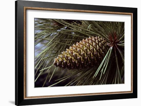 Ponderosa, Yellow Pine Cone-null-Framed Photographic Print