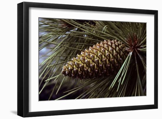 Ponderosa, Yellow Pine Cone-null-Framed Photographic Print