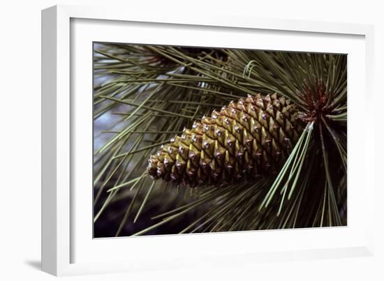 Ponderosa, Yellow Pine Cone-null-Framed Photographic Print