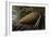 Ponderosa, Yellow Pine Cone-null-Framed Photographic Print