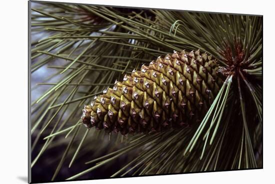 Ponderosa, Yellow Pine Cone-null-Mounted Photographic Print