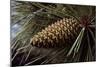 Ponderosa, Yellow Pine Cone-null-Mounted Photographic Print