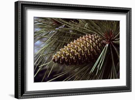 Ponderosa, Yellow Pine Cone-null-Framed Photographic Print