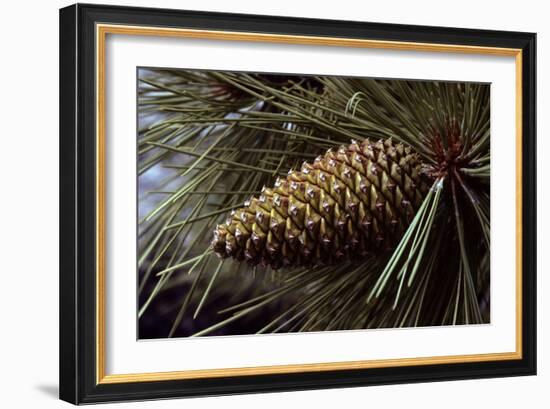 Ponderosa, Yellow Pine Cone-null-Framed Photographic Print