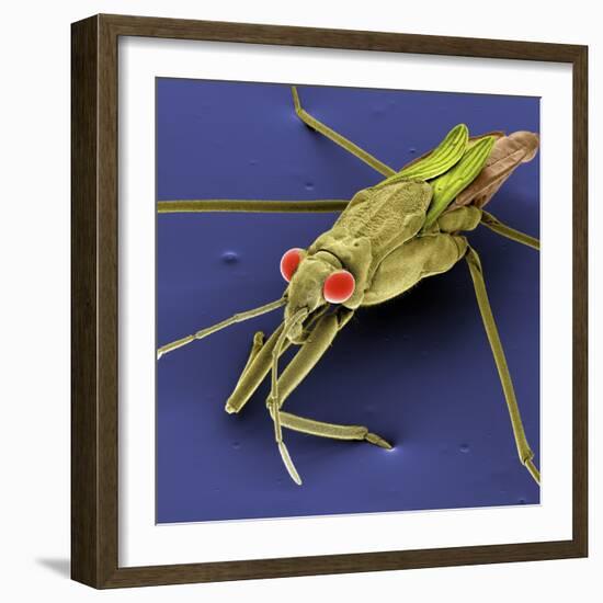 Pondskater-null-Framed Photographic Print