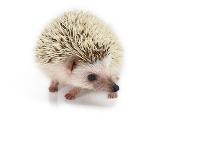 Hedgehog Isolated-Pongphan Ruengchai-Photographic Print