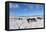 Ponies Forage for Food in the Snow on the Mynydd Epynt Moorland, Powys, Wales-Graham Lawrence-Framed Premier Image Canvas