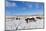 Ponies Forage for Food in the Snow on the Mynydd Epynt Moorland, Powys, Wales-Graham Lawrence-Mounted Photographic Print