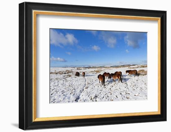 Ponies Forage for Food in the Snow on the Mynydd Epynt Moorland, Powys, Wales-Graham Lawrence-Framed Photographic Print