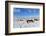 Ponies Forage for Food in the Snow on the Mynydd Epynt Moorland, Powys, Wales-Graham Lawrence-Framed Photographic Print