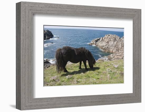 Ponies on Bryher, Isles of Scilly, Cornwall, United Kingdom, Europe-Robert Harding-Framed Photographic Print