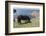Ponies on Bryher, Isles of Scilly, Cornwall, United Kingdom, Europe-Robert Harding-Framed Photographic Print