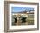 Ponte Vecchio, UNESCO World Heritage Site, Firenze, Tuscany, Italy-Nico Tondini-Framed Photographic Print