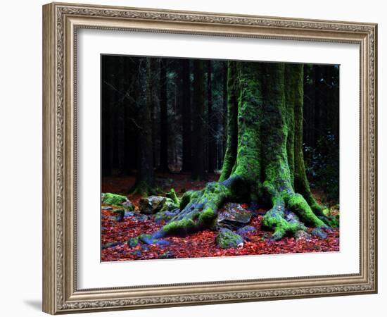 Ponthus Beech 2-Philippe Manguin-Framed Photographic Print