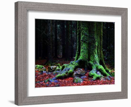 Ponthus Beech 2-Philippe Manguin-Framed Photographic Print