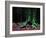 Ponthus Beech 2-Philippe Manguin-Framed Photographic Print