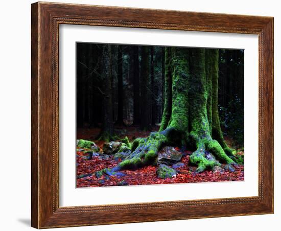 Ponthus Beech 2-Philippe Manguin-Framed Photographic Print