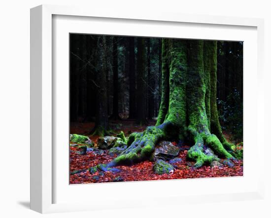 Ponthus Beech 2-Philippe Manguin-Framed Photographic Print