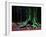 Ponthus Beech 2-Philippe Manguin-Framed Photographic Print