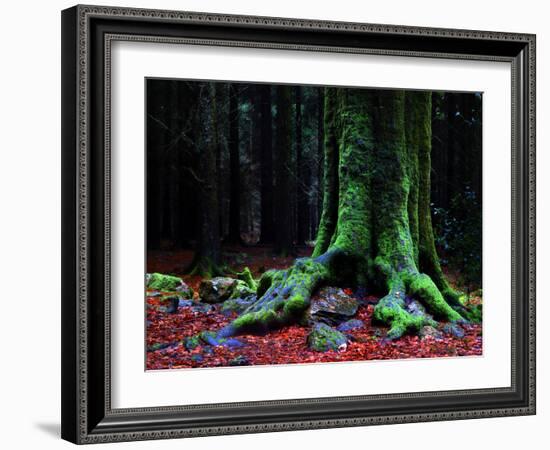 Ponthus Beech 2-Philippe Manguin-Framed Photographic Print