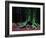 Ponthus Beech 2-Philippe Manguin-Framed Photographic Print