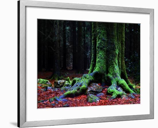 Ponthus Beech 2-Philippe Manguin-Framed Photographic Print