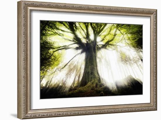 Ponthus Beech 2-Philippe Manguin-Framed Photographic Print