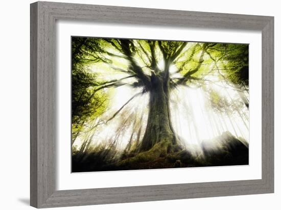 Ponthus Beech 2-Philippe Manguin-Framed Photographic Print