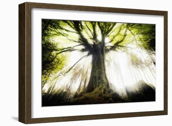 Ponthus Beech 2-Philippe Manguin-Framed Photographic Print