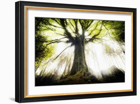 Ponthus Beech 2-Philippe Manguin-Framed Photographic Print