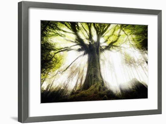 Ponthus Beech 2-Philippe Manguin-Framed Photographic Print