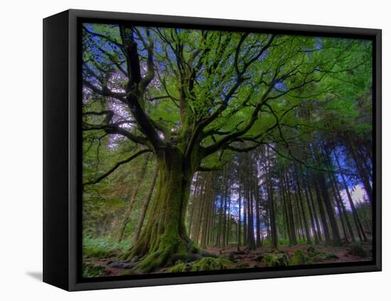 Ponthus Beech Tree 1-Philippe Manguin-Framed Premier Image Canvas