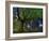 Ponthus Beech Tree 1-Philippe Manguin-Framed Photographic Print