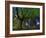 Ponthus Beech Tree 1-Philippe Manguin-Framed Photographic Print