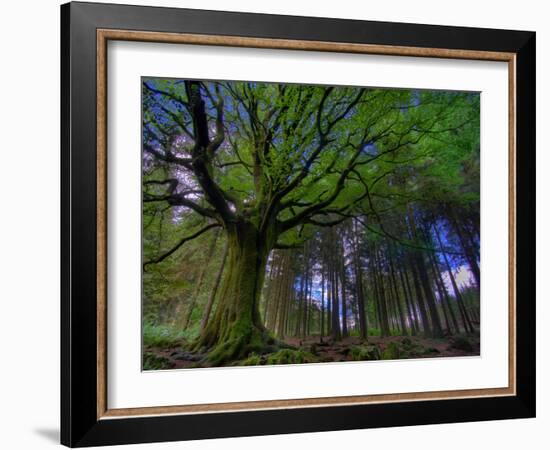 Ponthus Beech Tree 1-Philippe Manguin-Framed Photographic Print